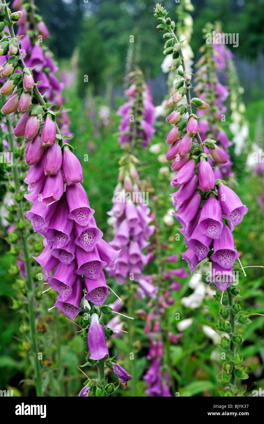 Gemeinsamen Fingerhut / lila Fingerhut / Damenhandschuh (Digitalis Purpurea), Belgien Stockfoto