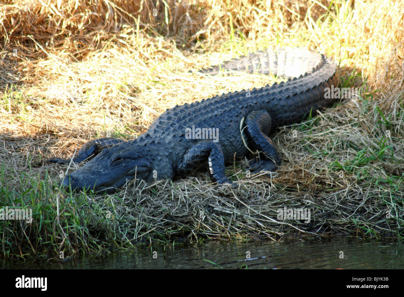 Amerikanischer Alligator im Myakka River State Park in Florida USA Stockfoto