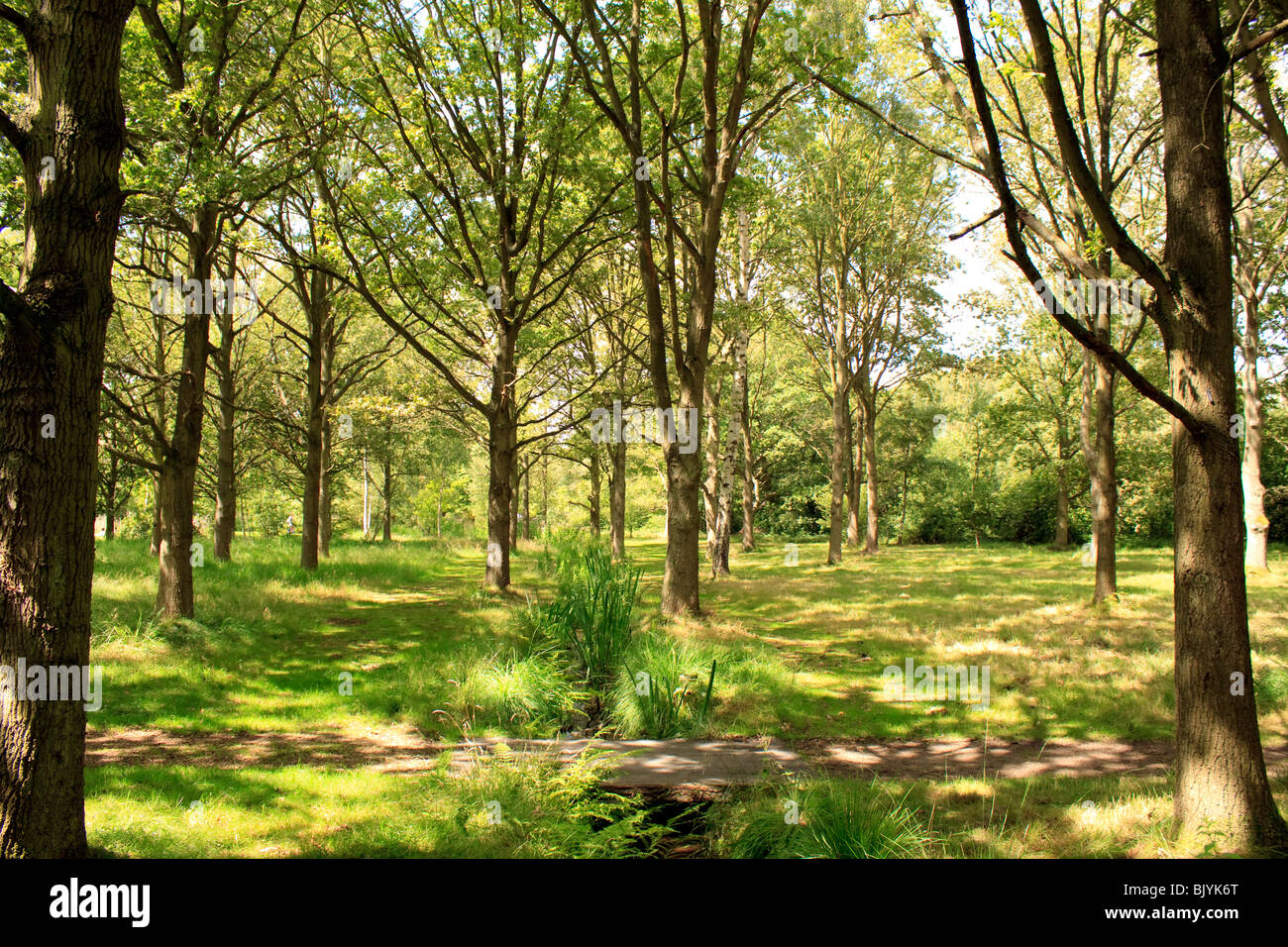 Isabella Plantation, Richmond Park, London im Frühjahr Stockfoto