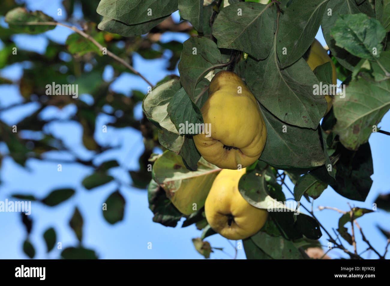 Quitte Frucht am Baum (Cydonia Oblonga), Belgien Stockfoto