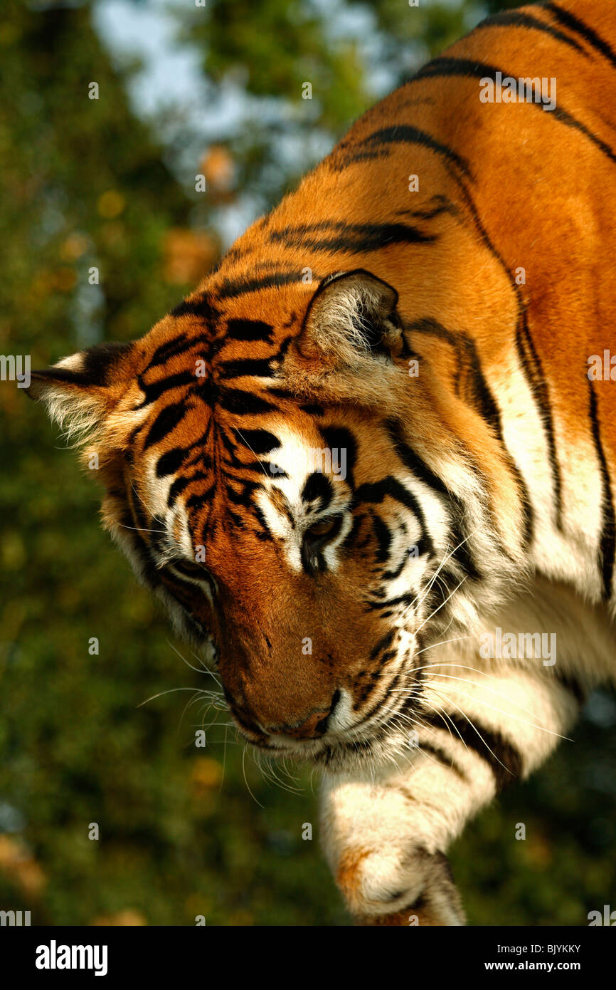 Amur-Tiger herab. Stockfoto