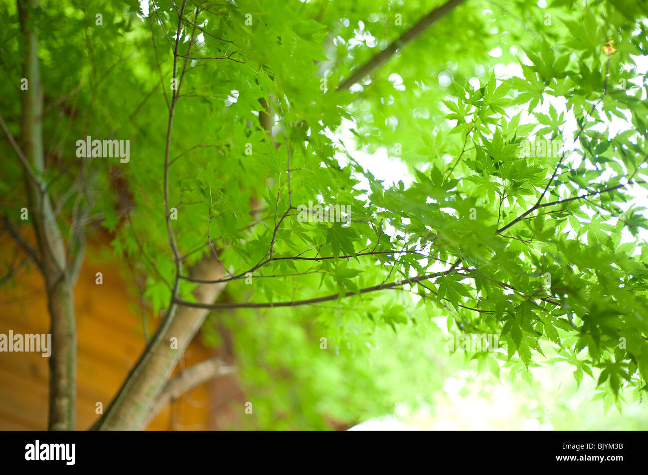 Grüne Blätter Stockfoto