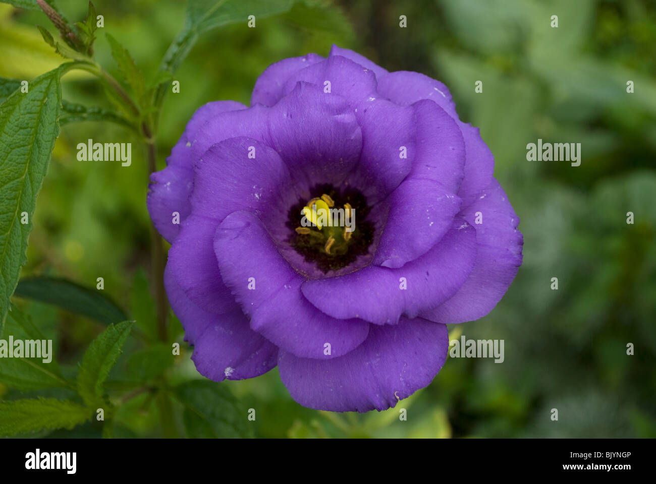 Eustoma russellianum -Fotos und -Bildmaterial in hoher Auflösung – Alamy