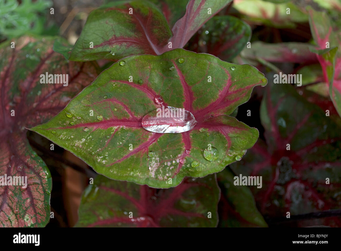 Caladium (Caladium bicolor) Blatt aus einem Hausgarten mit eingeschlossenen Wassertropfen. Stockfoto