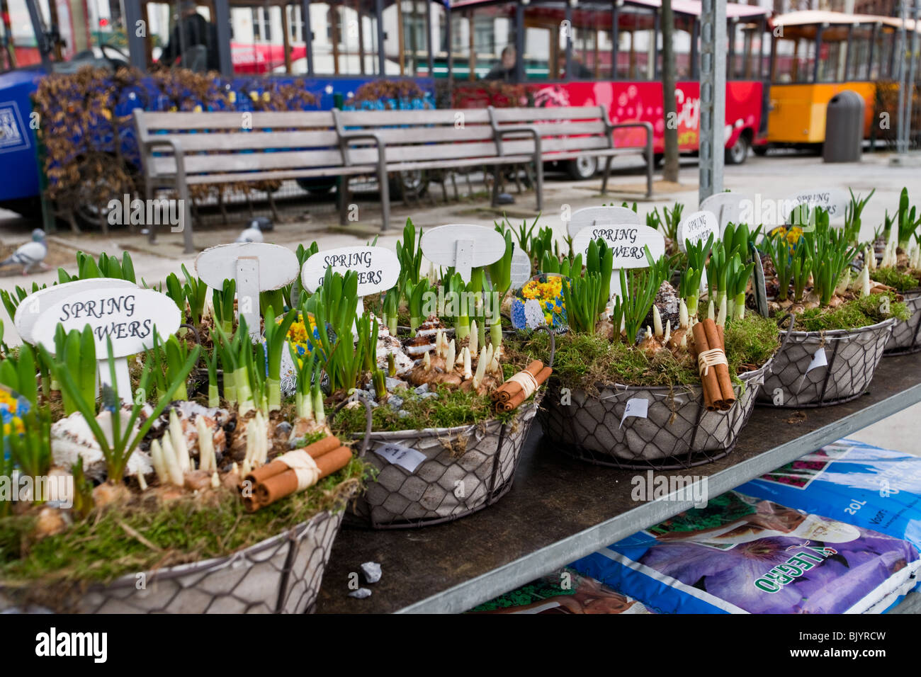Frühlingsblumen zum Verkauf an Straßenmarkt am Groenplaats in Antwerpen Stockfoto