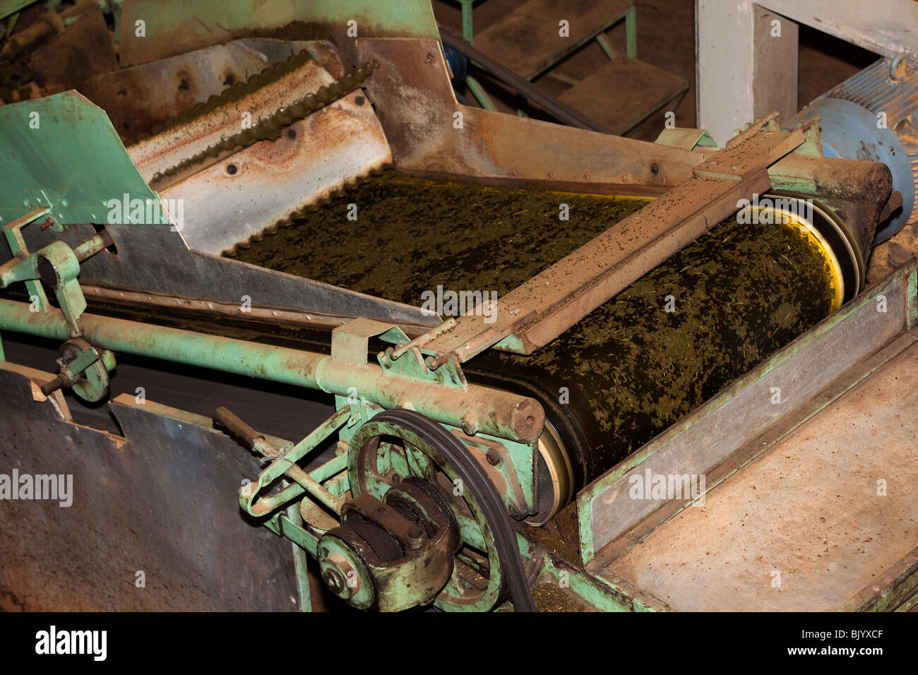 Indien, Tamil Nadu, Udhagamandalam (Ooty), Doddabetta Teefabrik Maschinen Verarbeitung Blätter Stockfoto