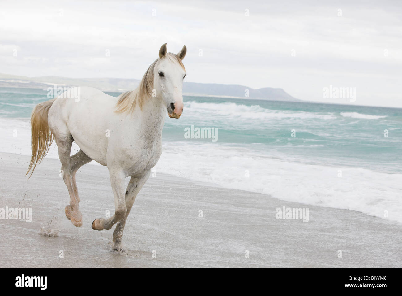 Pferde am Strand Stockfoto