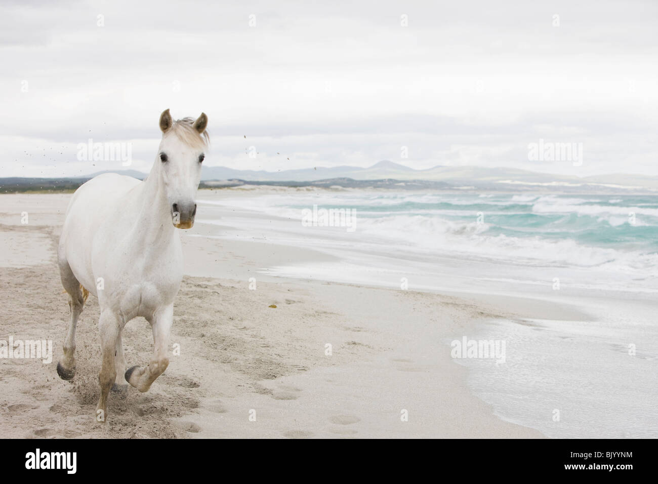 Pferd am Strand Stockfoto