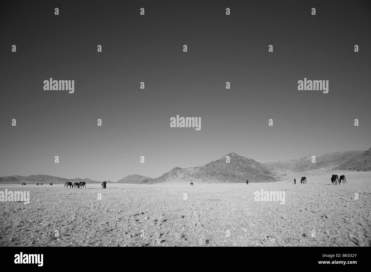 Pferde der Namib-Wüste Stockfoto