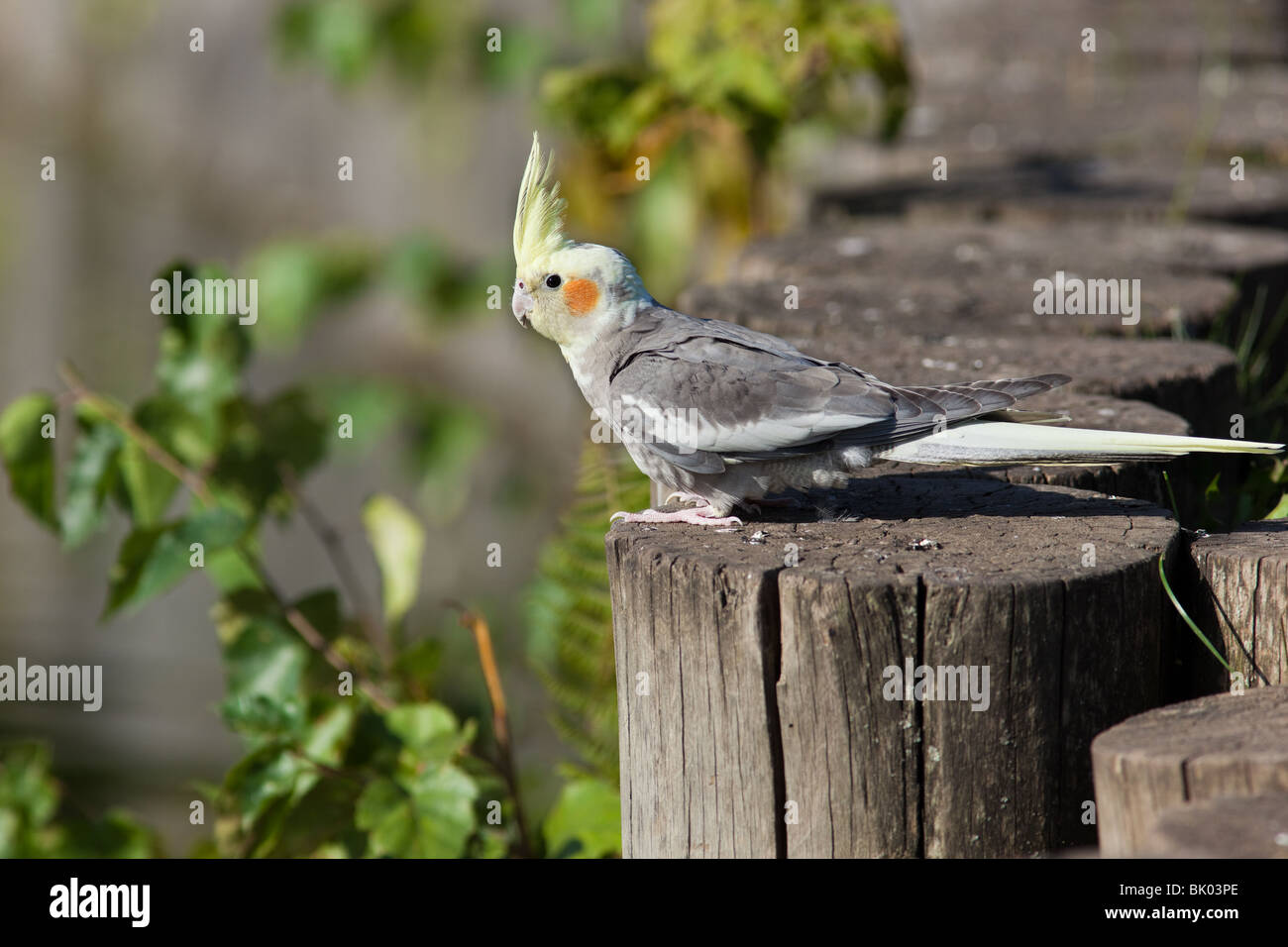 Nymphensittich, oder Kakadu Papagei oder Quarrion, Weero (Nymphicus Hollandicus). Papagei im Park. Stockfoto