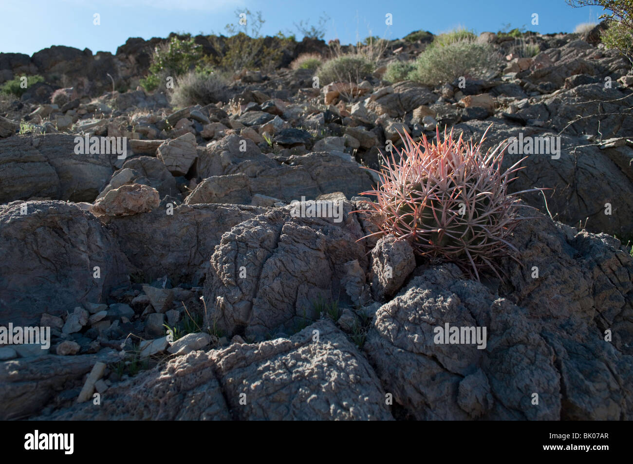 Roten Fass Kaktus wächst unter den vulkanischen Gesteinen in Ash Meadows National Wildlife Refuge, Amargosa Valley Nevada Stockfoto