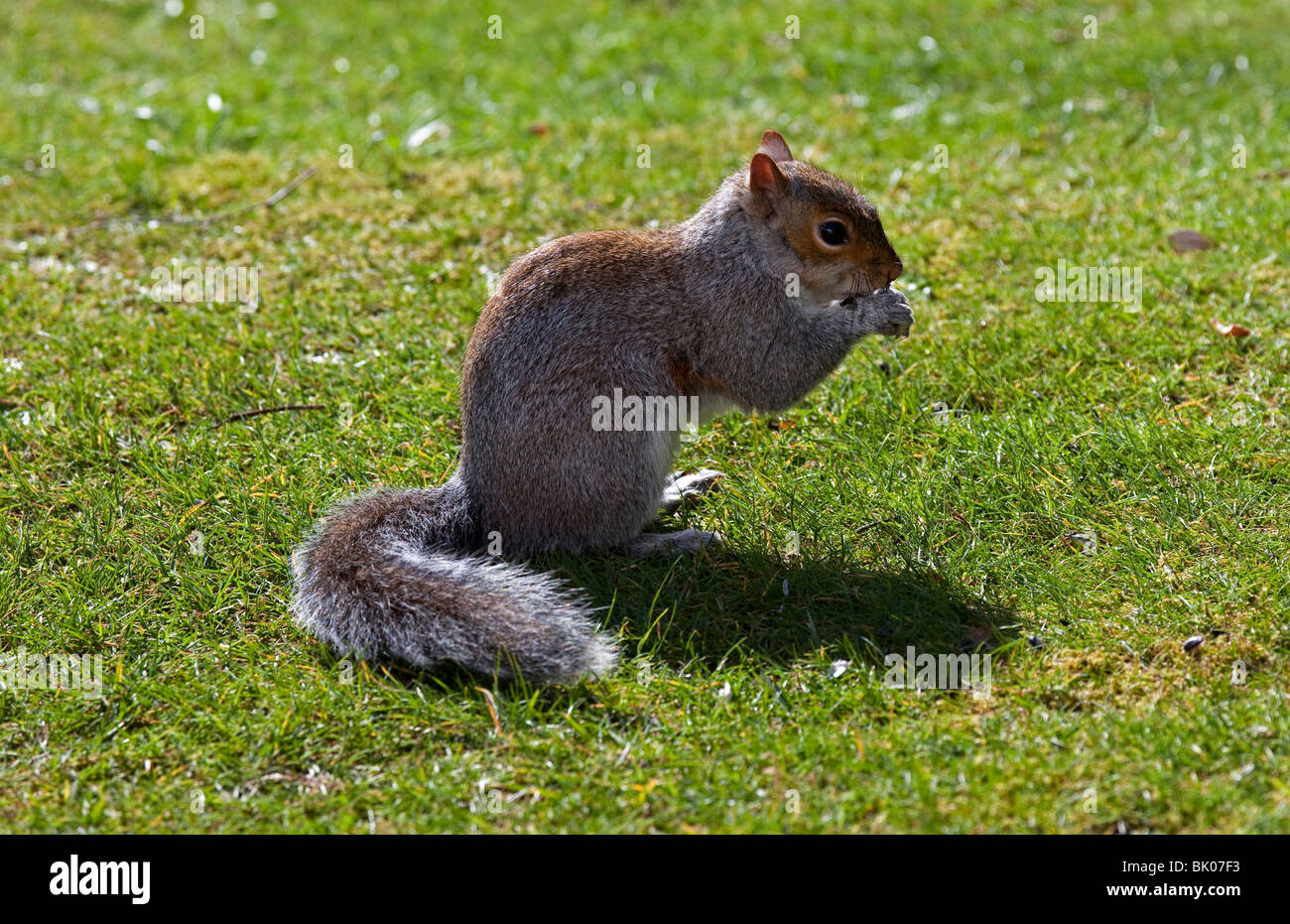 Graue Eichhörnchen Essen Samen auf dem grünen Rasen in der Sonne Stockfoto