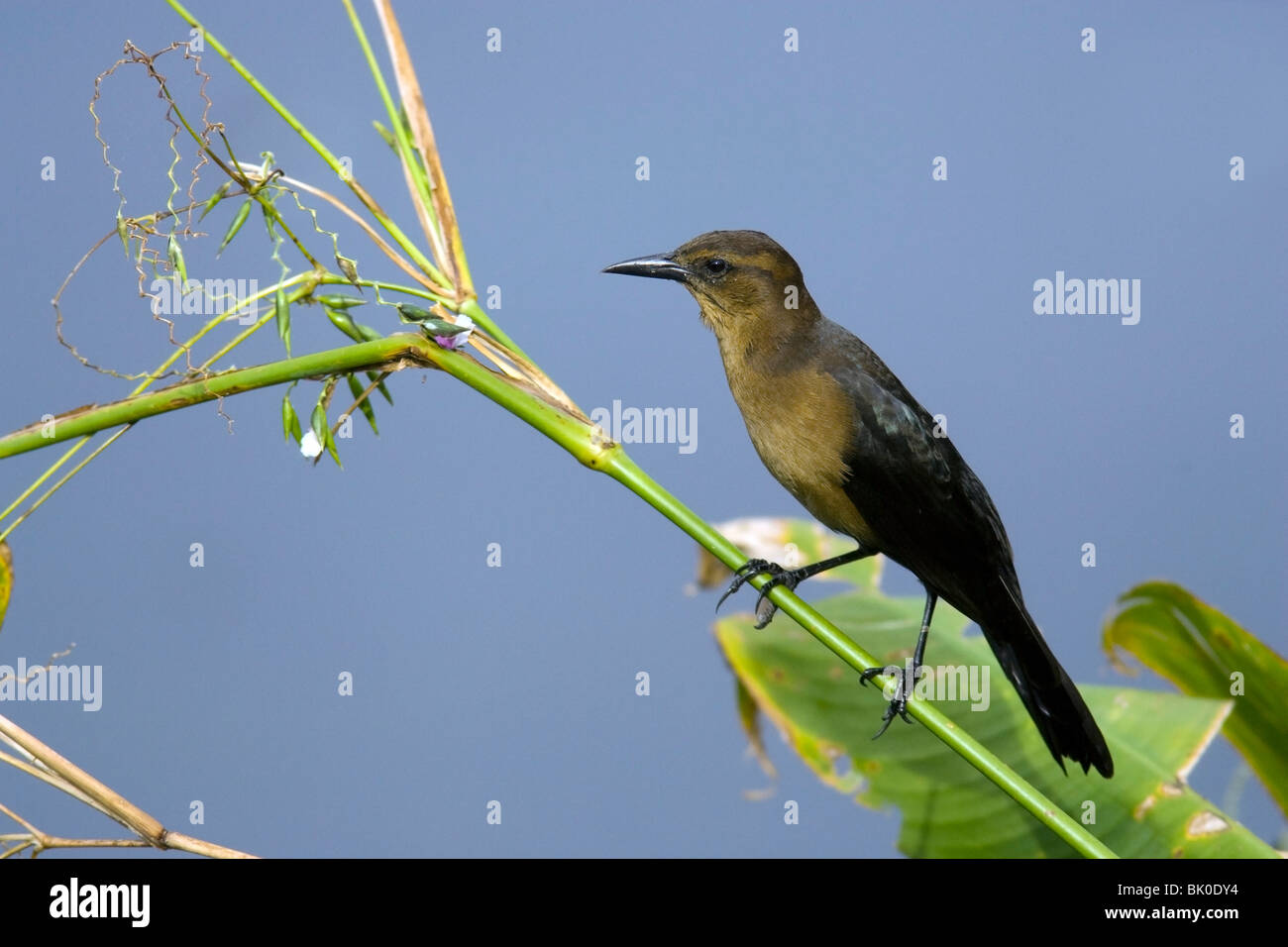 Boot-angebundene Grackle (weiblich) - grüne Cay Feuchtgebiete - Delray Beach, Florida USA Stockfoto