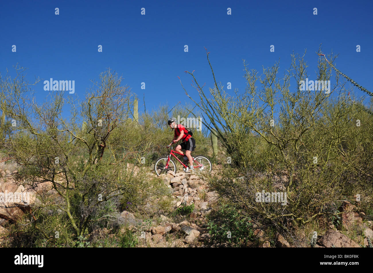 Ein Radfahrer fährt mit Saguaro Kaktus (Carnegiea Gigantea) in der Sonora-Wüste auf dem Starr Pass Trail in Tucson, Arizona, USA. Stockfoto