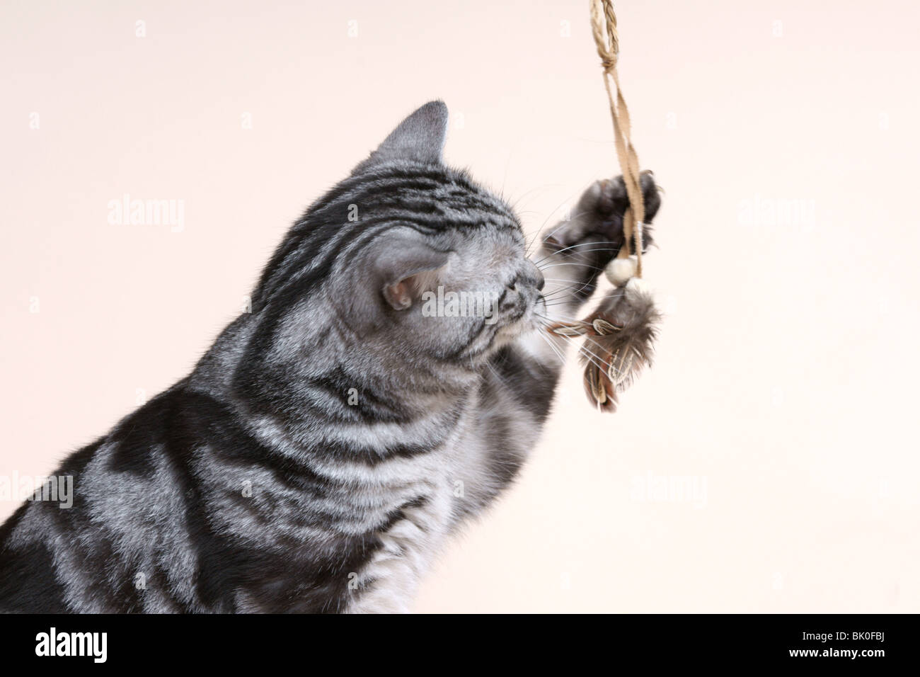 Britisch Kurzhaar Kater zu spielen Stockfoto
