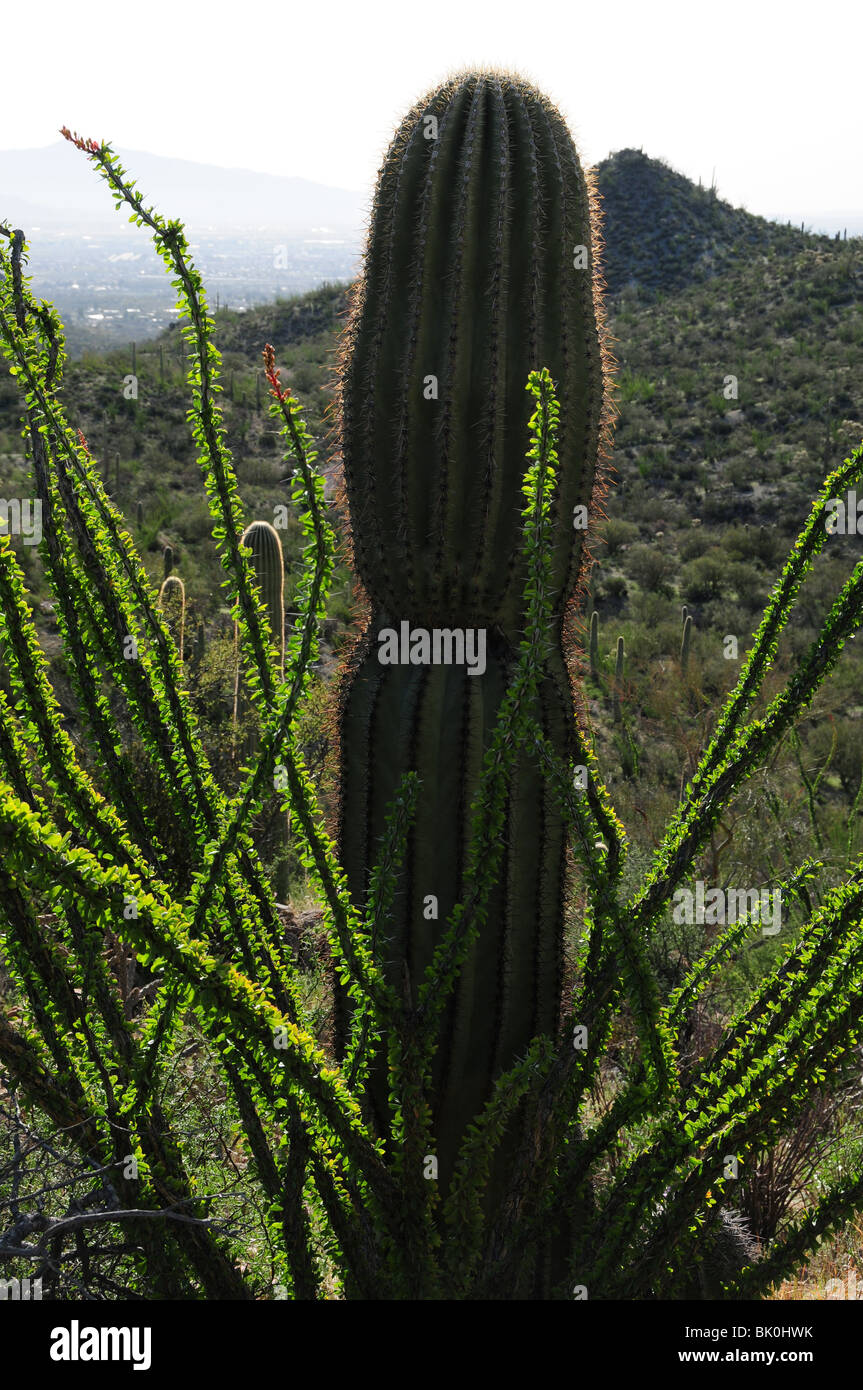 Ein Saguaro Kaktus mit einem Ocotillo mit Blättern, Tucson Mountain Park, Sonoran Wüste, Tucson, Arizona, USA. Stockfoto