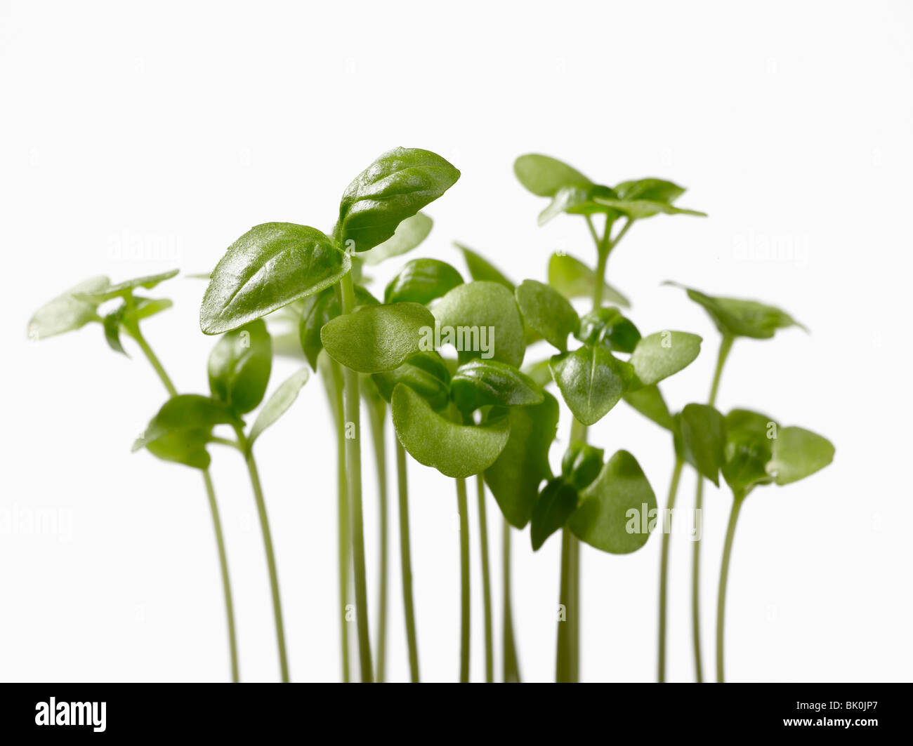 Basilikum-Blätter Stockfoto