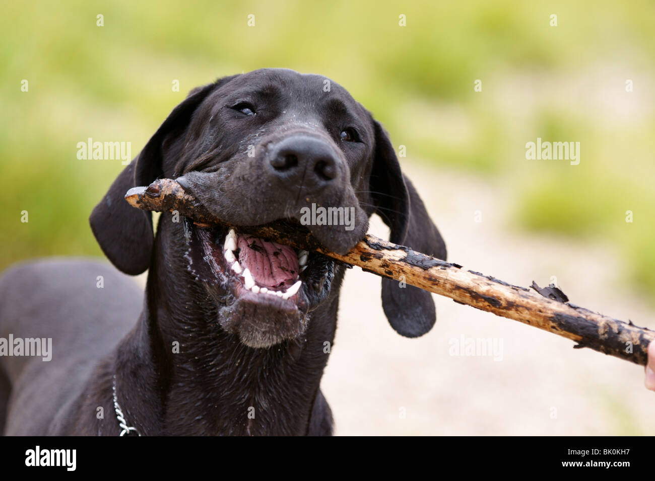 Deutsche Dogge-Portrait Stockfoto