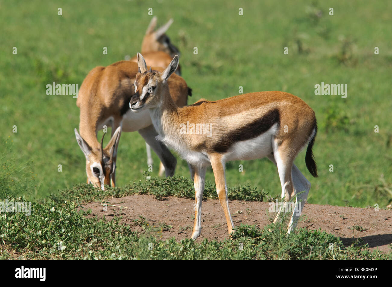 Thomson Gazellen Gazella Rufifrons Fütterung im Grasland, Savanne Stockfoto