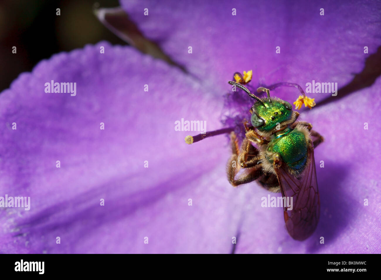 Eine grüne metallische Biene (Agapostemon) klammert sich an eine Dreimasterblume Blume. Stockfoto