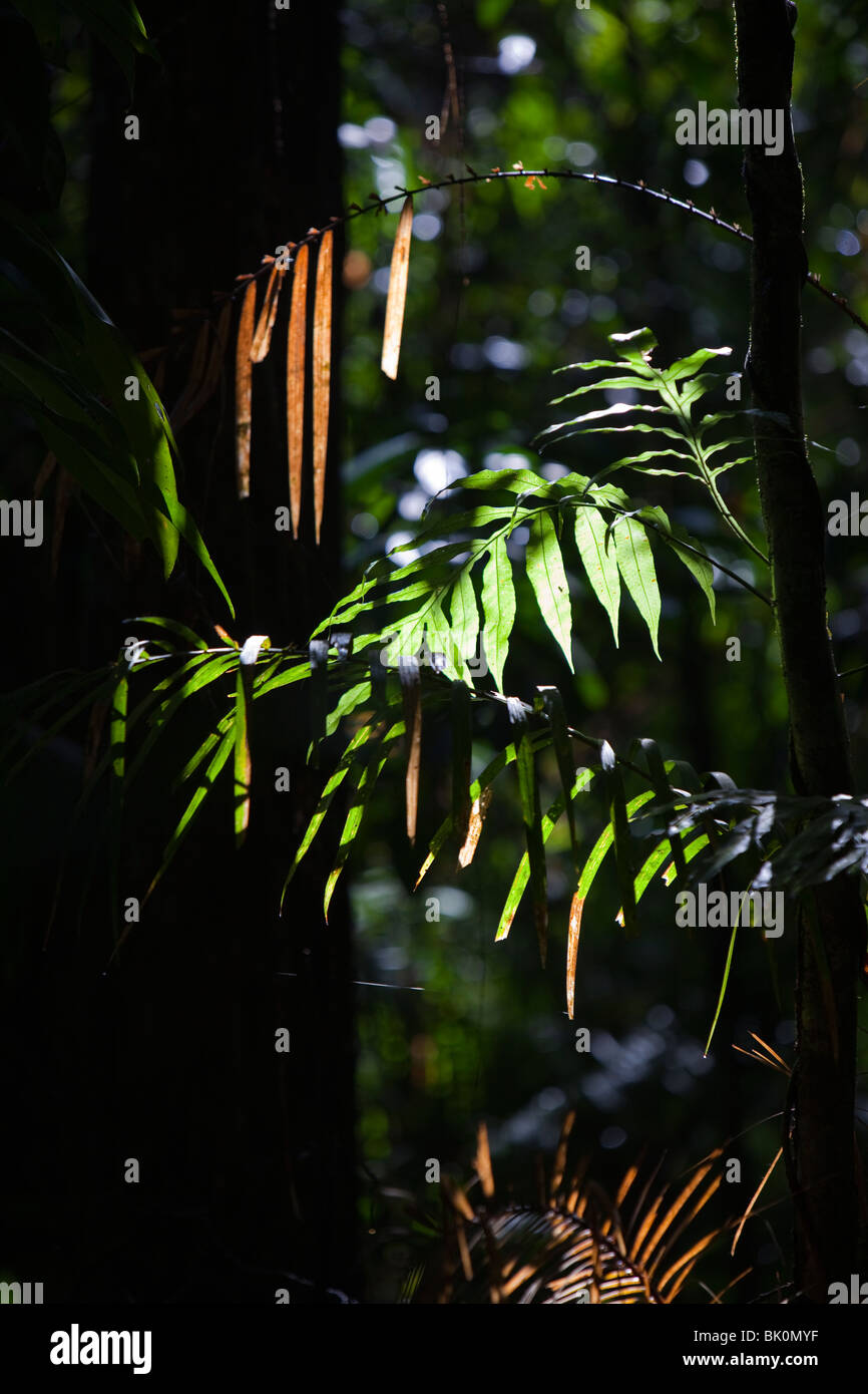 Daintree in den Norden von Queensland, Australien, ist die älteste kontinuierlich bewaldete Regenwaldgebiet der Welt. Stockfoto