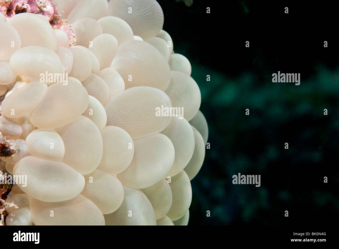 Nahaufnahme der Blase (Plerogyra Sinuosa) Similan Koralleninseln, Andamanensee, Thailand Stockfoto