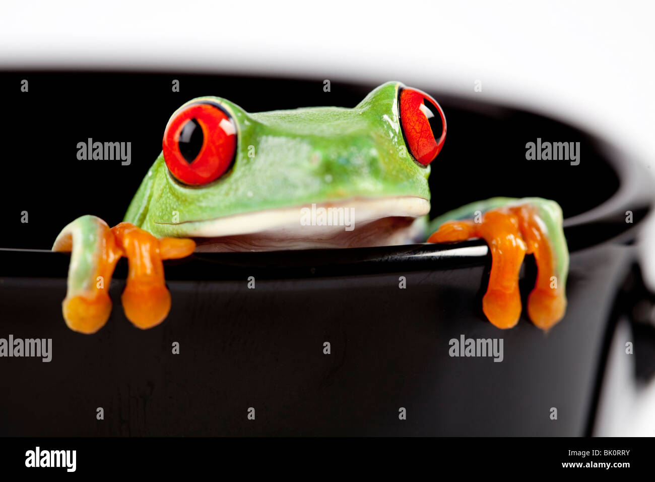 Red eyed Laubfrosch sitzt auf Tasse Stockfoto