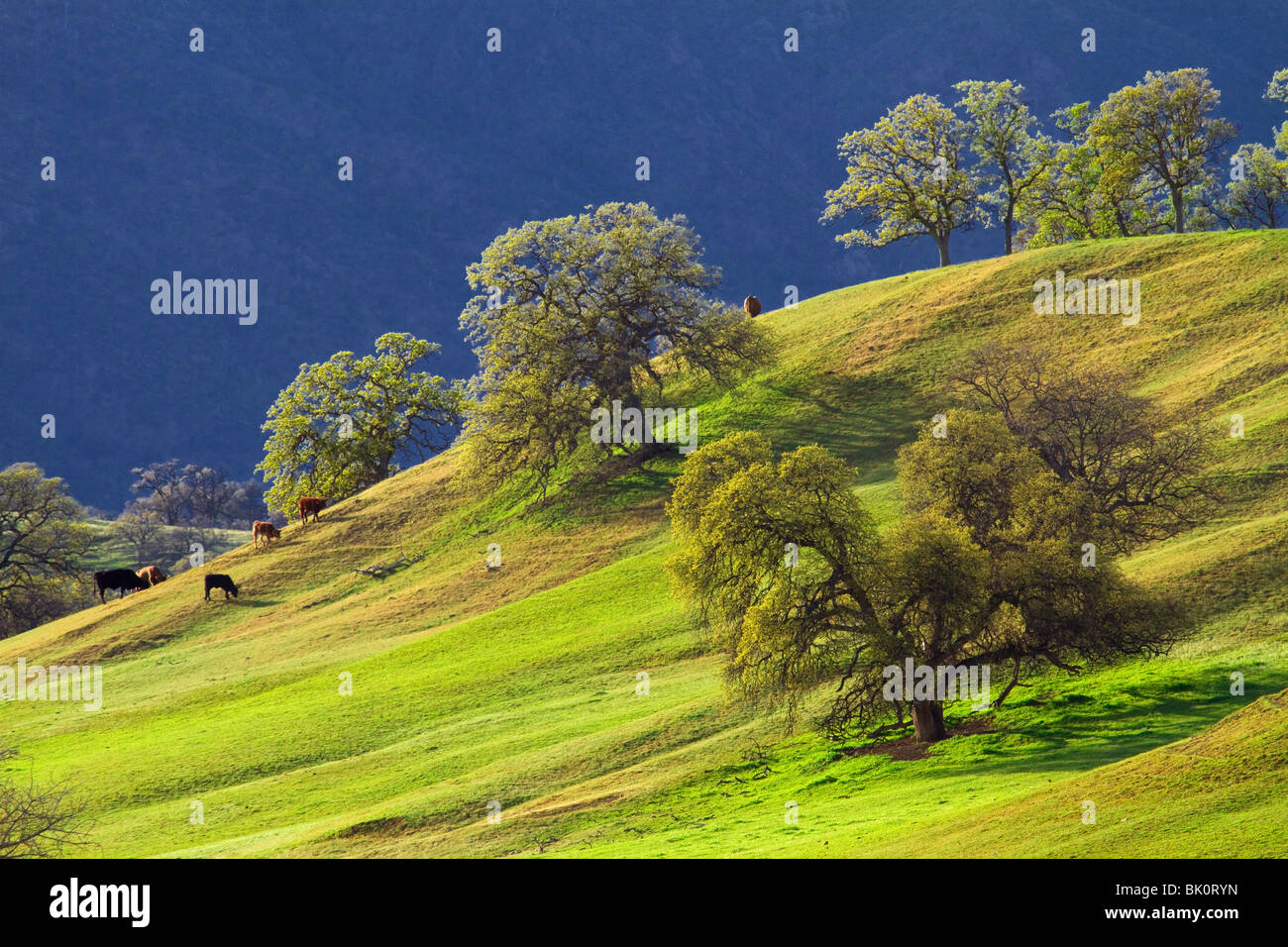 Frühling in der Eiche Wälder in den Ausläufern des Sacramento Valley und North Coast Ranges, Kalifornien Stockfoto