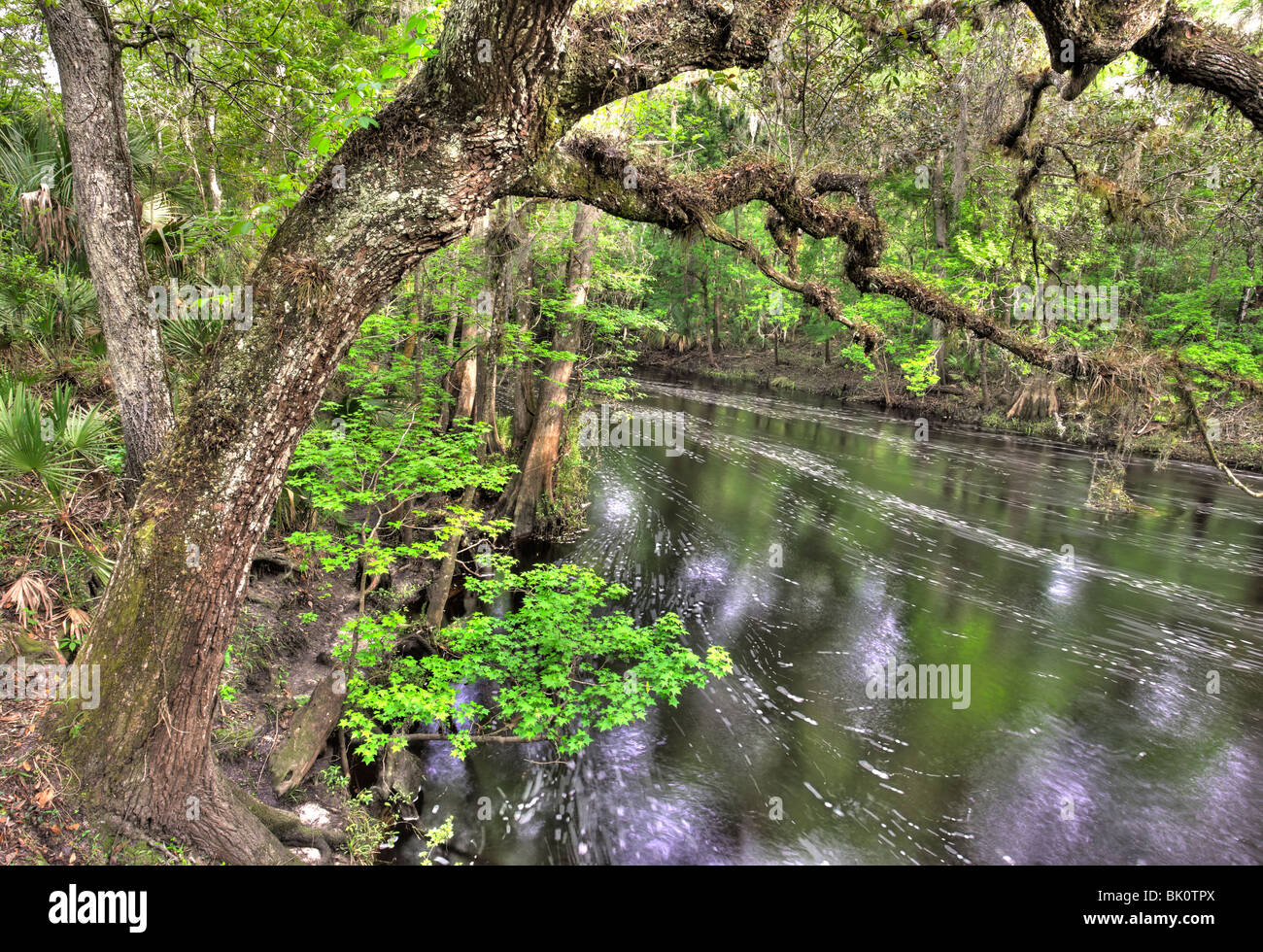 Hillsborough River, Hillsborough River State Park, Florida Stockfoto