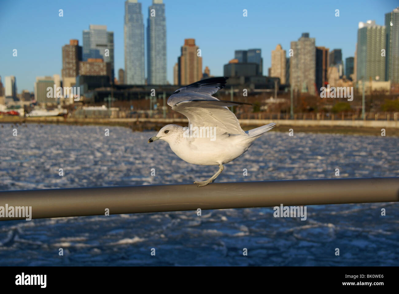 Detail einer Möwe mit gefrorenen Hudson zerrissen und Skyline von New York Stockfoto