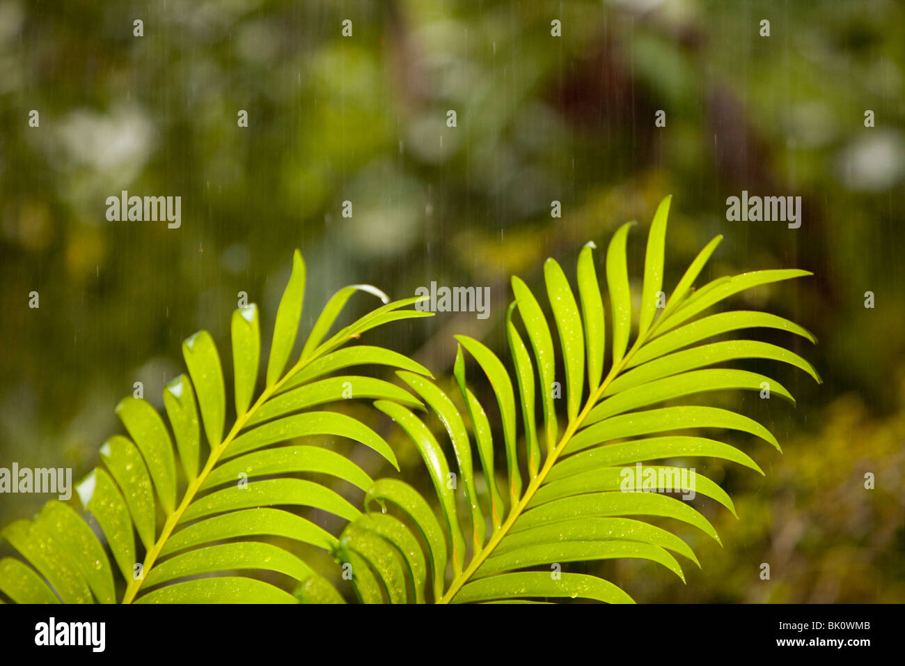 Tropischen Regenguss im Daintree Regenwald, Australien. Stockfoto