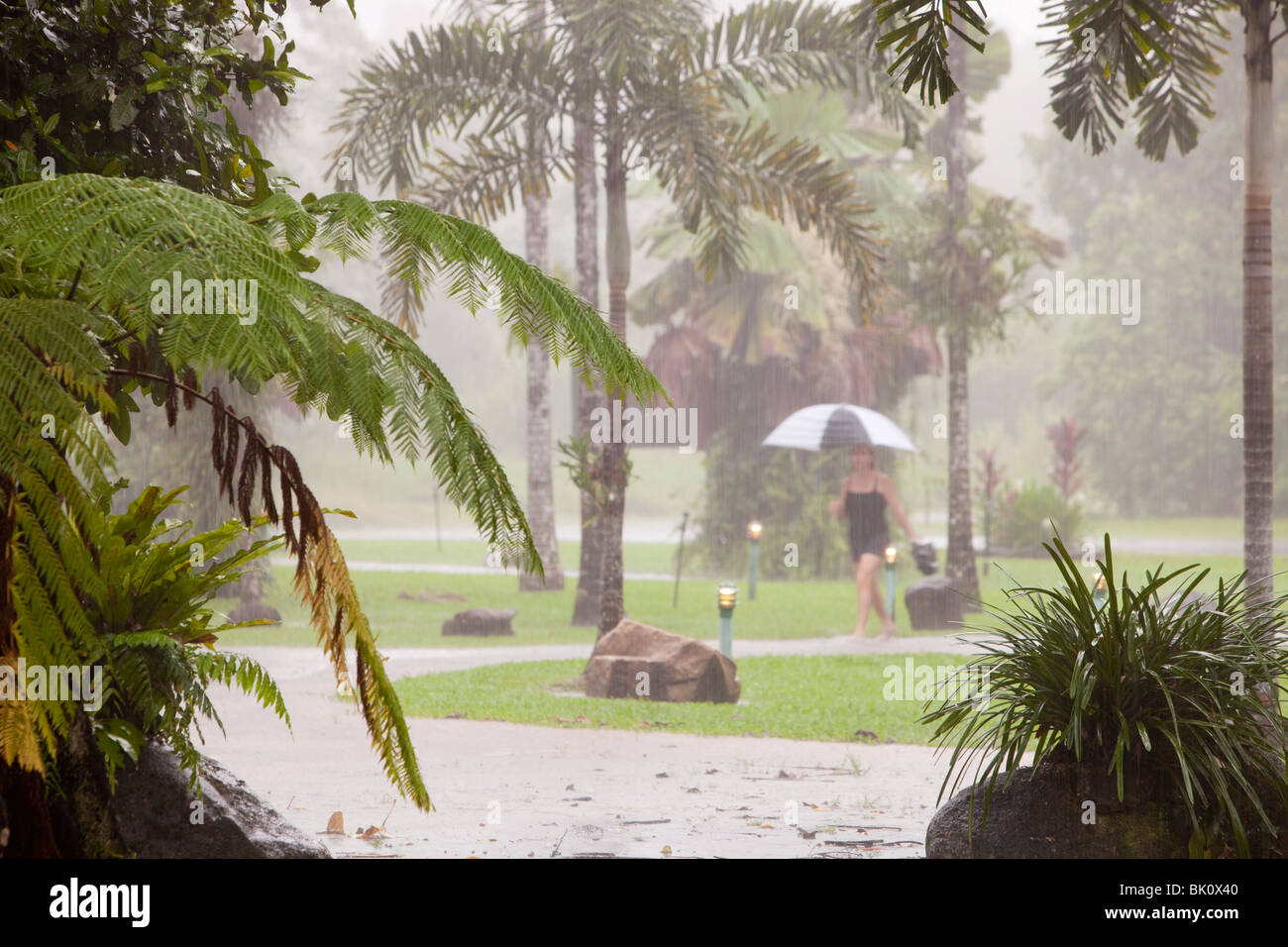 Tropischen Regenguss im Daintree Regenwald, Australien. Stockfoto