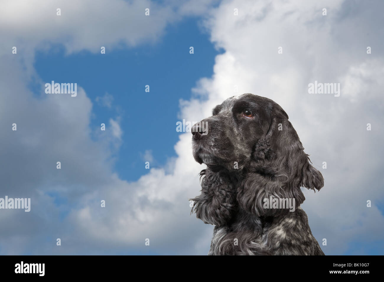 Cocker Spaniel Frauenporträt Stockfoto