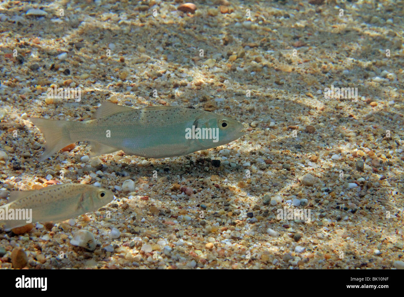 Bässe bei Flachwasser Stockfoto