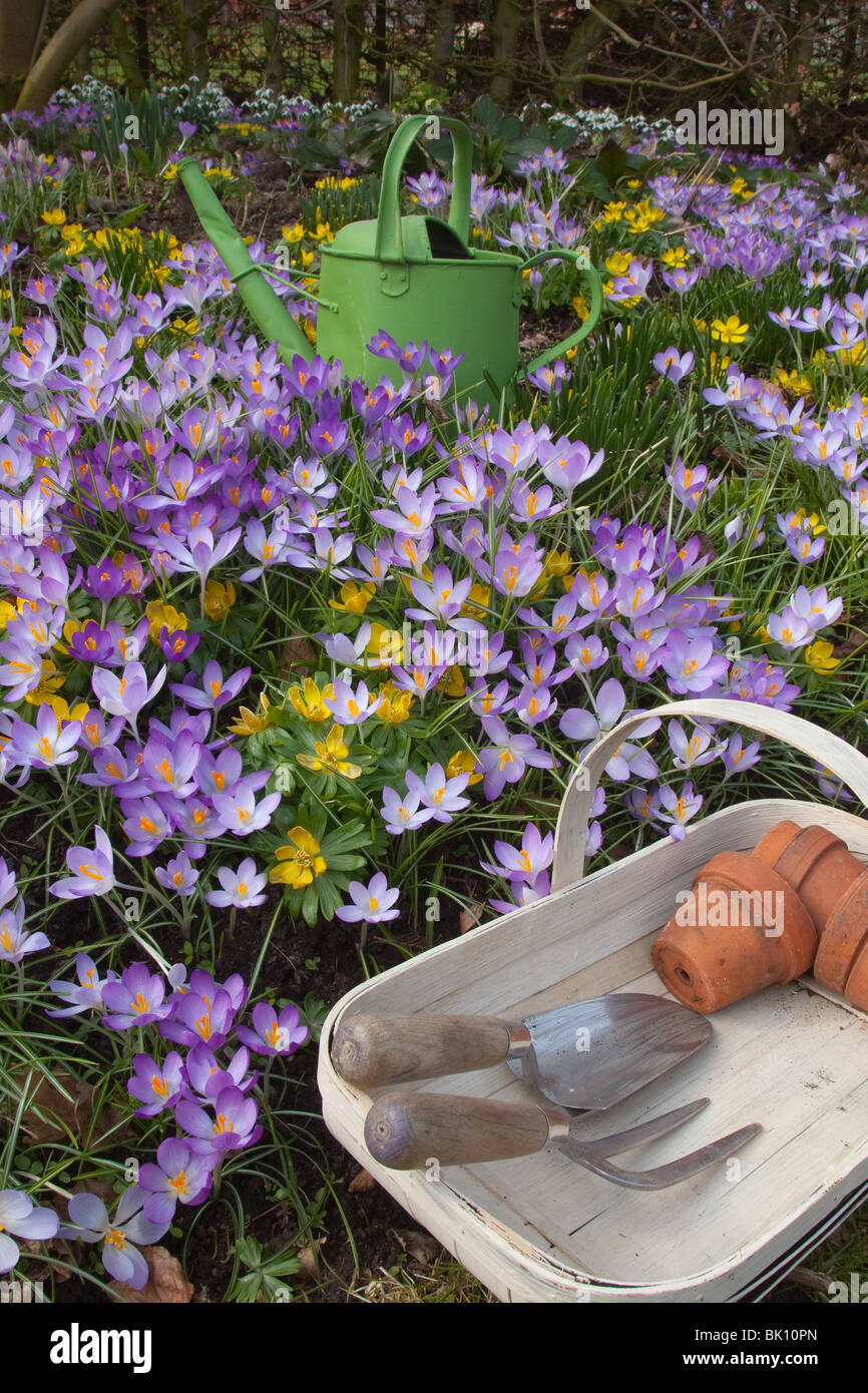 Crocus und Winter Aconites im Frühlingsgarten in der frühen Sonne Stockfoto