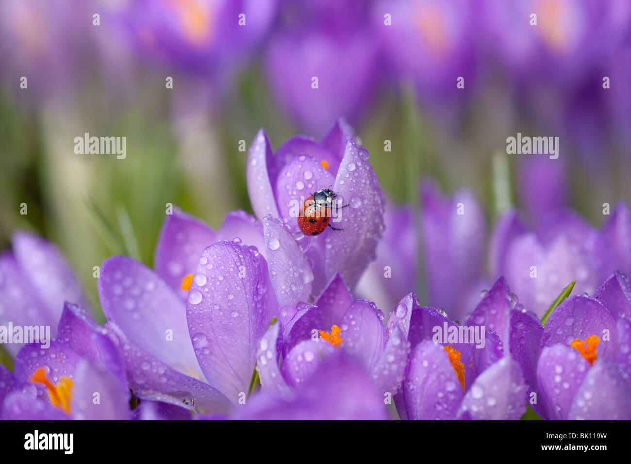 Frühling Krokusse und Seven-spot Ladybird Coccinella punctata Norfolk Februar Stockfoto