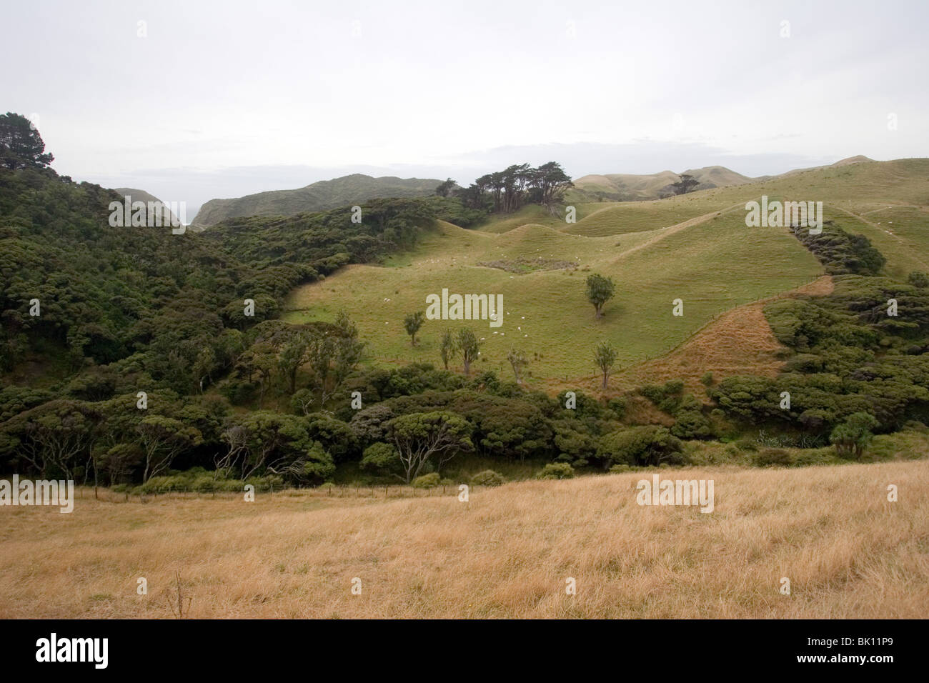 Marlborough Sounds Maritime Park New Zealand Stockfoto