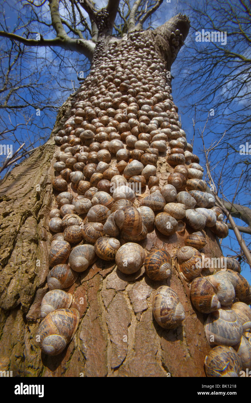 Schnecken Helix aspersas überwintern in einer großen Gruppe auf Ein Baumstamm North Norfolk Stockfoto