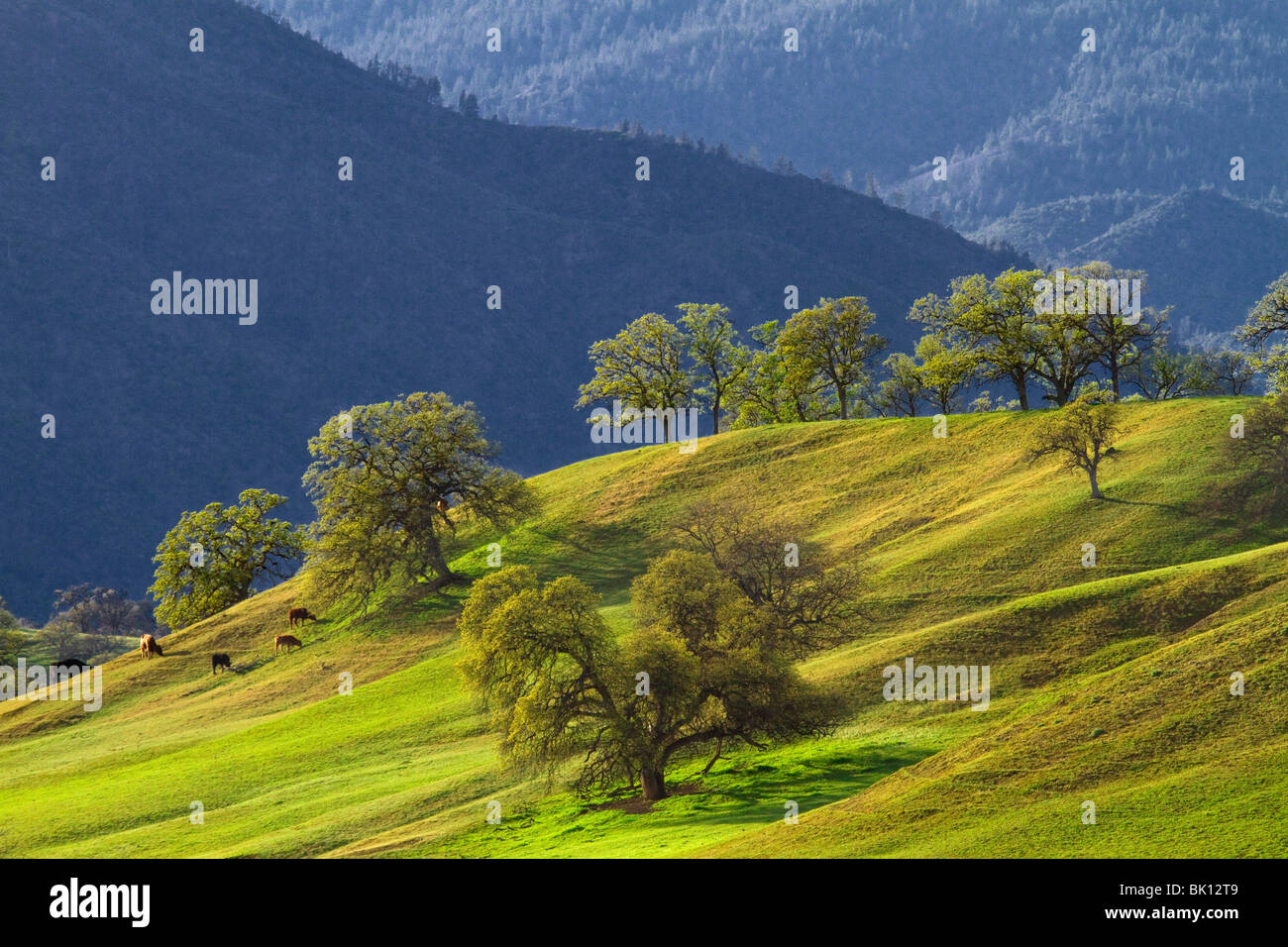 Frühling in der Eiche Wälder in den Ausläufern des Sacramento Valley und North Coast Ranges, Kalifornien Stockfoto