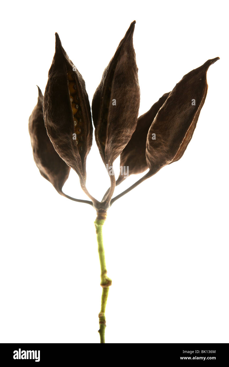 Ceiba getrocknete Früchte mit Samen im Inneren isoliert Stockfoto