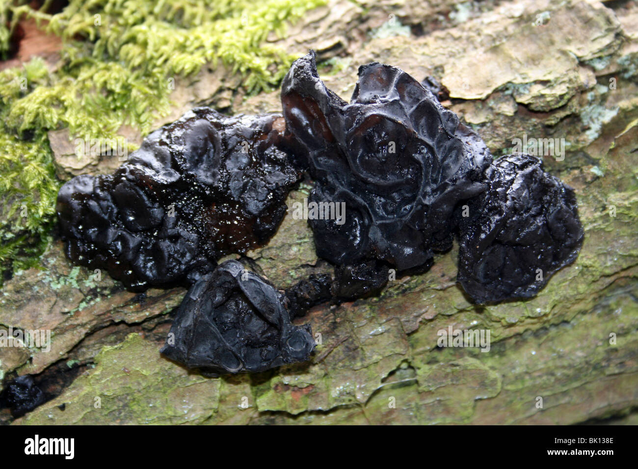 Black Witch Butter Exidia Glandulosa Taken an Dibbinsdale LNR, Wirral, UK Stockfoto