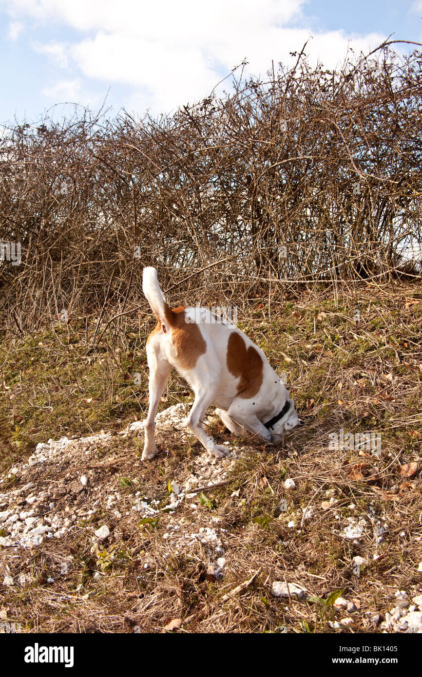 Weiß und Tan Mischling Hofhund untersucht ein Kaninchenloch, Hampshire, England. Stockfoto