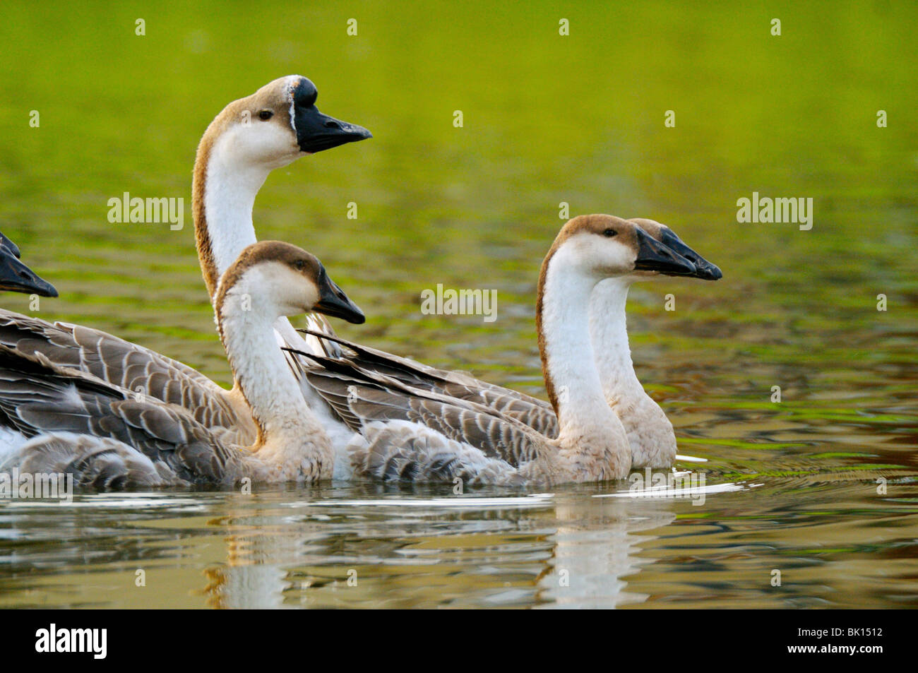 Höckergänse Stockfoto