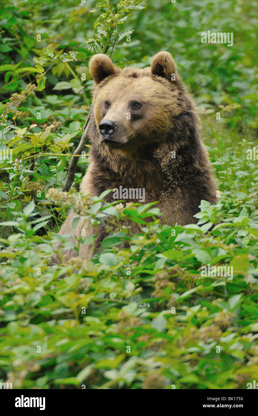 europäischer Braunbär Stockfoto