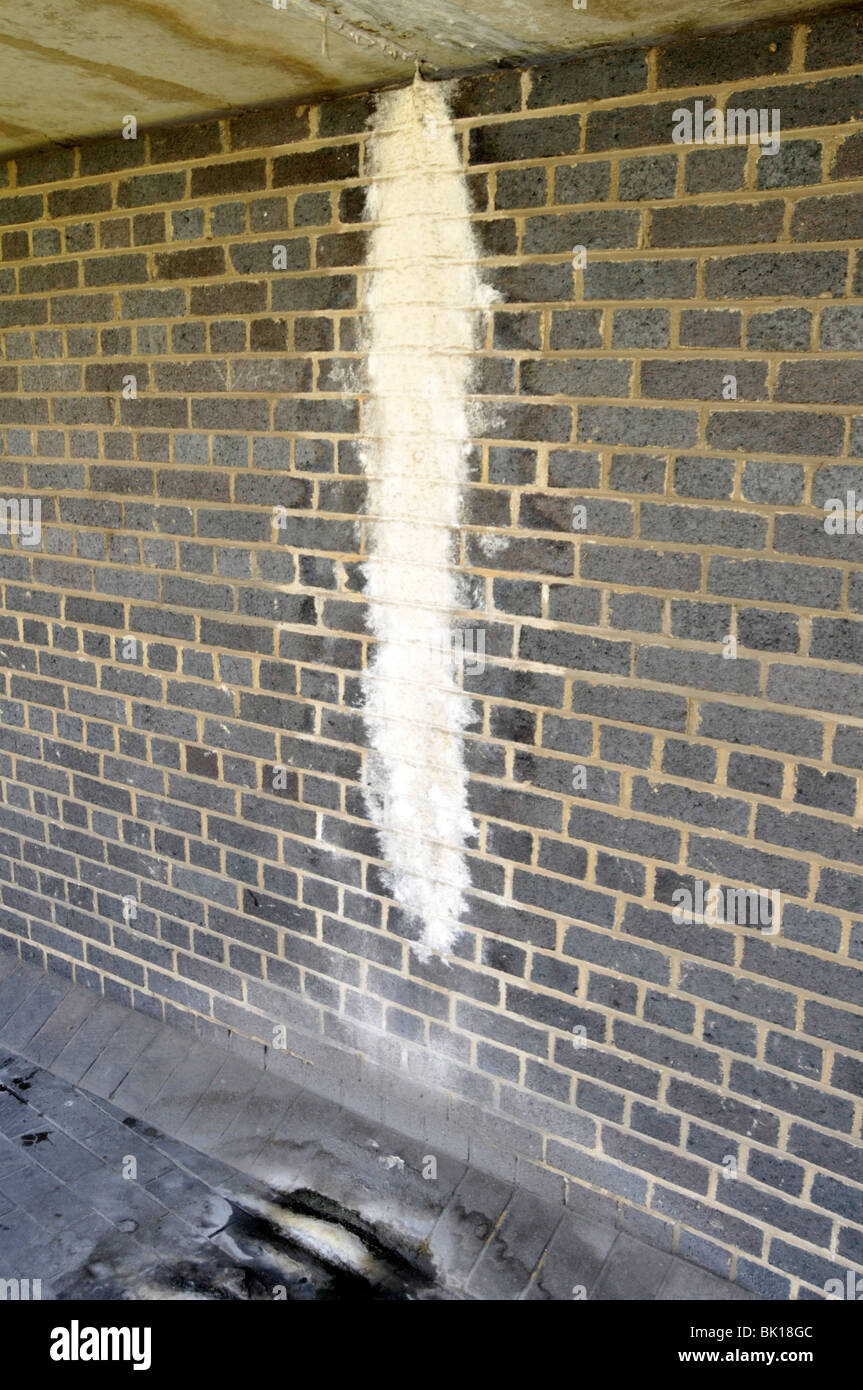 Die Ziegelwand wurde durch weiße Aufblühflecken auf dem Mauerwerk unter dem undichten Defekt auf dem Betondach entstellt England Großbritannien Stockfoto