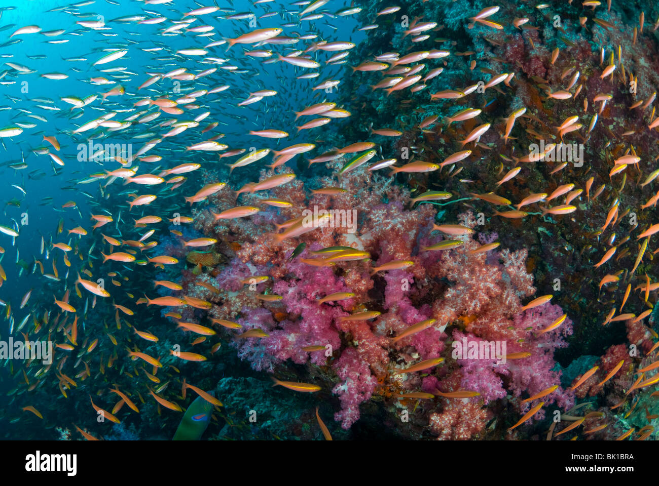 Reiche Korallen Patch und Füsiliere, Andamanensee, Richelieu rock Stockfoto