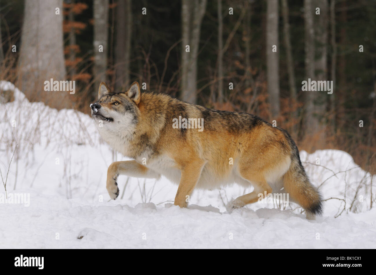 laufenden greywolf Stockfoto