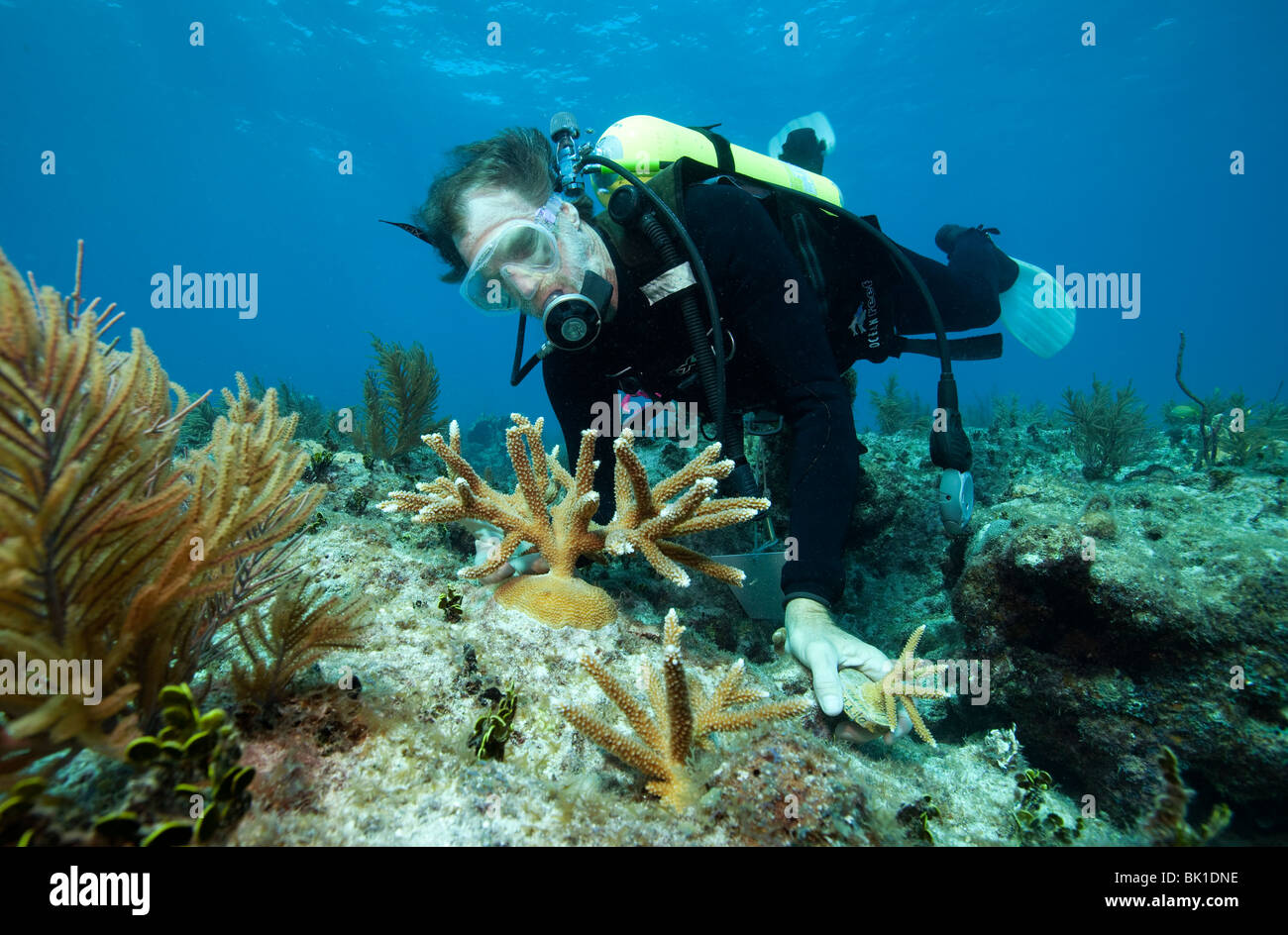 Biologe, Transplantationen Ken Nedimyer Coral, Florida Keys National Marine Sanctuary Stockfoto