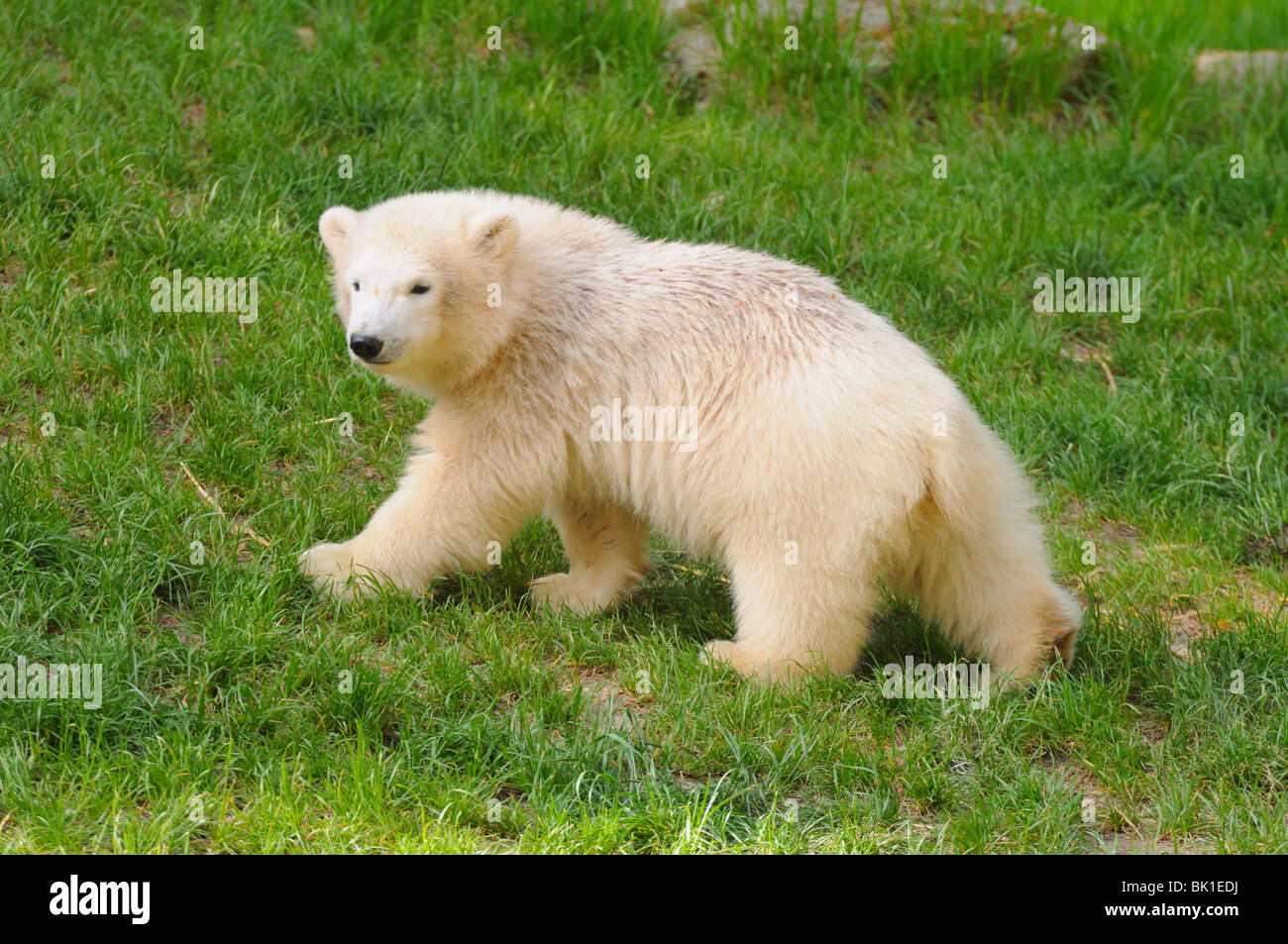 Eisbär Stockfoto