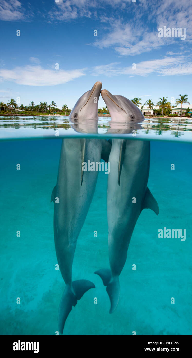 Atlantische große Tümmler (Tursiops Truncatus), Nase an Nase in der Dolphin Cay Atlantis Resort, Bahamas Stockfoto